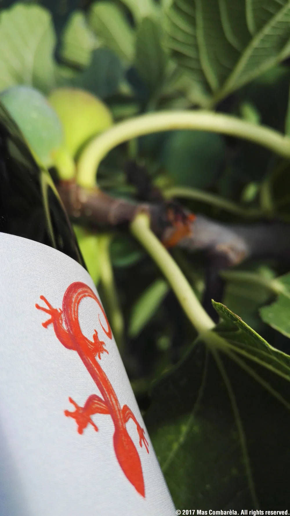 Gros plan de l'etiquette (gecko rouge) d'une bouteille mise en scene parmi les feuilles et figues d'un figuier. Packshot lifestyle brand-forward, belle composition.
