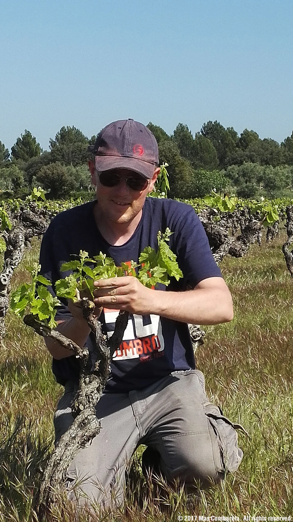 Olivier Faucon accroupi pres d'une vieille vigne, soignant les jeunes pampres. Snapshot authentique (qualite smartphone) mais montre le vigneron au contact direct du vignoble.