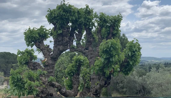 Vieil arbre noueux et tetard (murier/platane ancien) au feuillage dense, plante au bord du vignoble du domaine, avec la plaine et les collines de la vallee de l'Herault en arriere-plan sous un ciel nuageux. Beau plan de terroir, identitaire du lieu. 560x322 (via Vie d'Oc).
