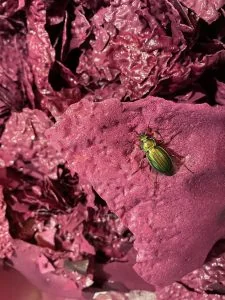 'Invite surprise au decuvage' : gros plan d'un cetoine doree (insecte vert metallique) posee sur du marc de raisin rose-violet. Detail biodiversite/biodynamie sympathique mais tres niche. Petite taille (225px).