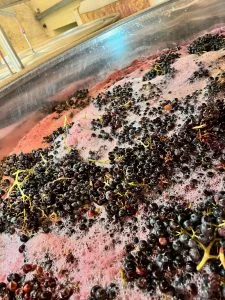 Vue plongeante sur une cuve en fermentation : chapeau de marc de raisins noirs flottant sur le mout rose mousseux, en cave. Image de vinification authentique et coloree. Petite taille (225px).