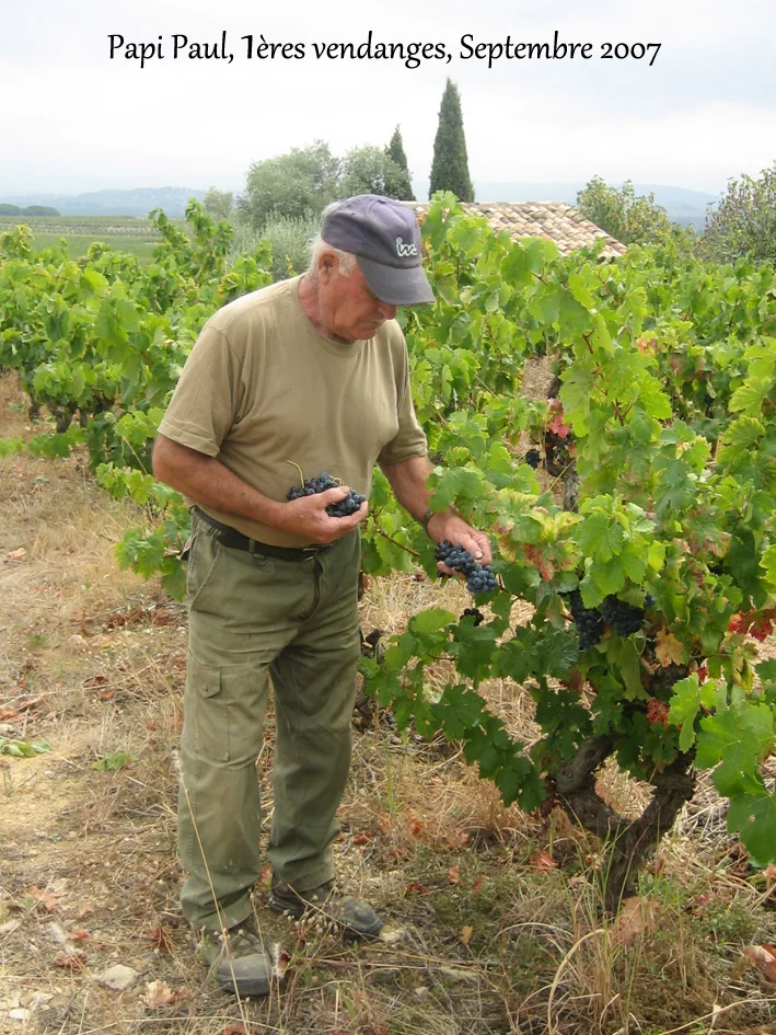 Papi Paul (le grand-pere fondateur) dans les vignes lors des premieres vendanges, septembre 2007. Homme age en casquette inspectant une grappe de raisin noir sur un vieux cep, mas en pierre et collines en arriere-plan. Photo fondatrice tres authentique, forte valeur narrative et emotionnelle.