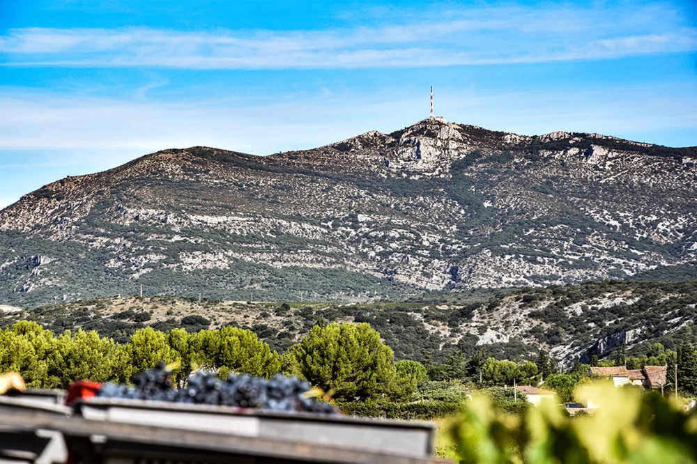 Panorama du terroir : le massif du Pic Baudille (point culminant face a Montpeyroux) sous un ciel bleu profond, garrigue et habitat dans la vallee, premier plan de vignes. Magnifique vue d'ensemble du terroir, lumiere automnale. Tres valorisant.