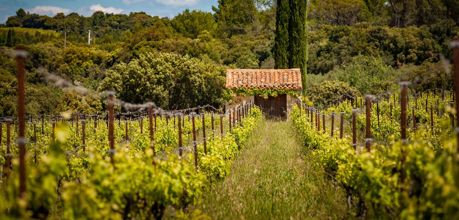 Mas de la Seranne — image