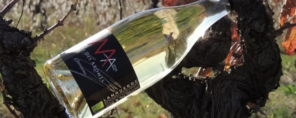 Photo lifestyle d'une bouteille de blanc 'L'Entrepotes' (AOP Languedoc) posee dans un cep de vieille vigne, lumiere doree de fin de journee, feuillage d'automne. Mise en situation (pas un packshot plat), met en valeur le vin dans son terroir (1629x649).