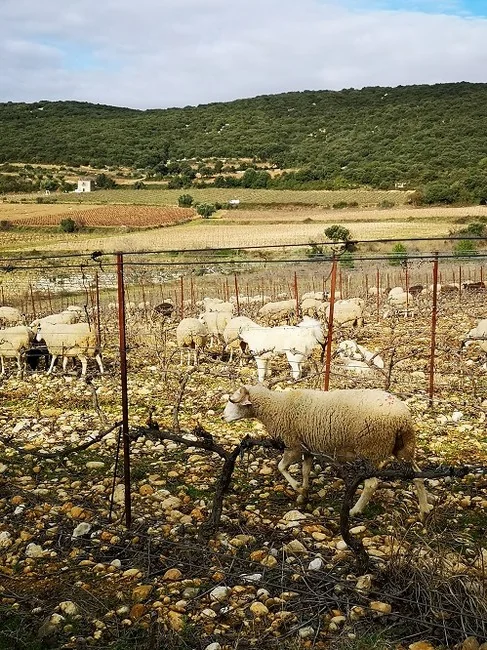 Troupeau de moutons paturant entre les rangs de vigne sur sol de galets roules. Image tres valorisante (agro-ecologie, bio, paturage) typique des Terrasses du Larzac.