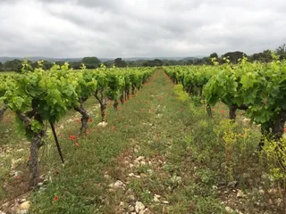 Parcelle de vignes du domaine en plein ete : rangs verdoyants sur sol caillouteux, coquelicots, collines du Languedoc et ciel nuageux a l'horizon. Vue de terroir vivante et representative de la viticulture sans intrants chimiques du domaine.