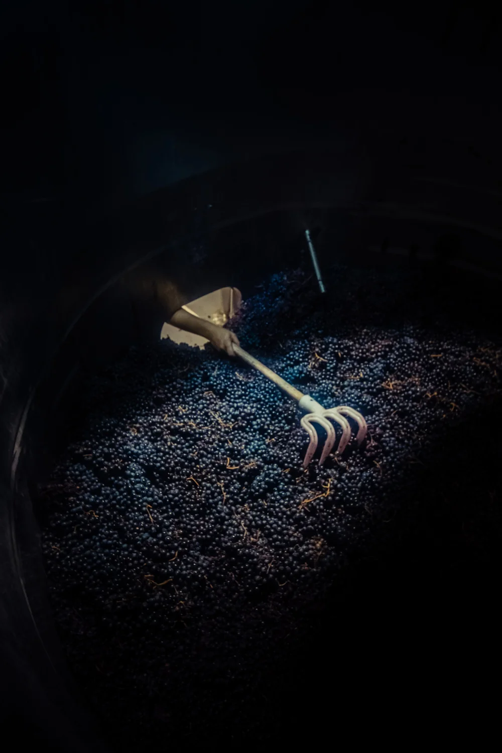 Main avec fourche enfoncant le chapeau de marc dans une cuve, clair-obscur tres graphique. Travail au chai, humain a l'oeuvre.