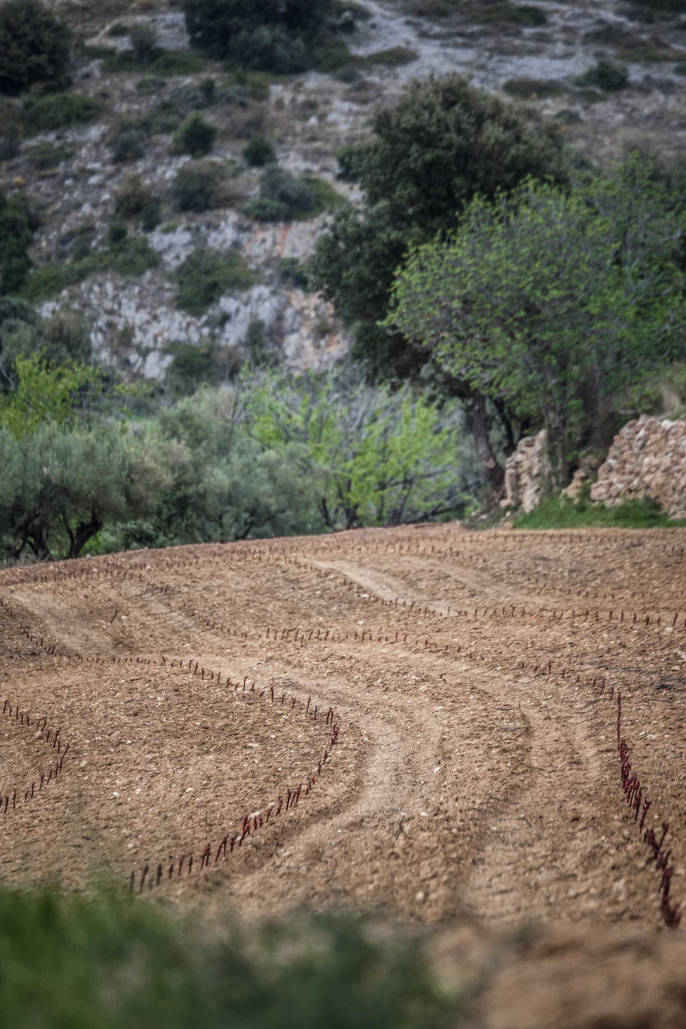 Jeune parcelle fraichement plantee sur sol caillouteux, collines et garrigue en arriere-plan.