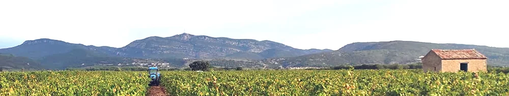 Panorama du terroir : large parcelle de vignes en automne, un tracteur bleu travaillant les rangs, une vieille capitelle/mazet en pierre à droite, et la chaîne de montagnes (contreforts du Larzac) en arrière-plan. Très beau plan de paysage qui ancre le domaine dans son terroir. Format bandeau panora