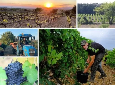 Montage vendanges contenant le SEUL visuel humain trouve : un vigneron en train de vendanger a la main avec un seau noir dans les rangs de vigne. Inclut aussi vignoble au coucher de soleil, tracteur et grappes de raisin noir. Authentique mais image composite et petite (400px). Precieux pour la dimen