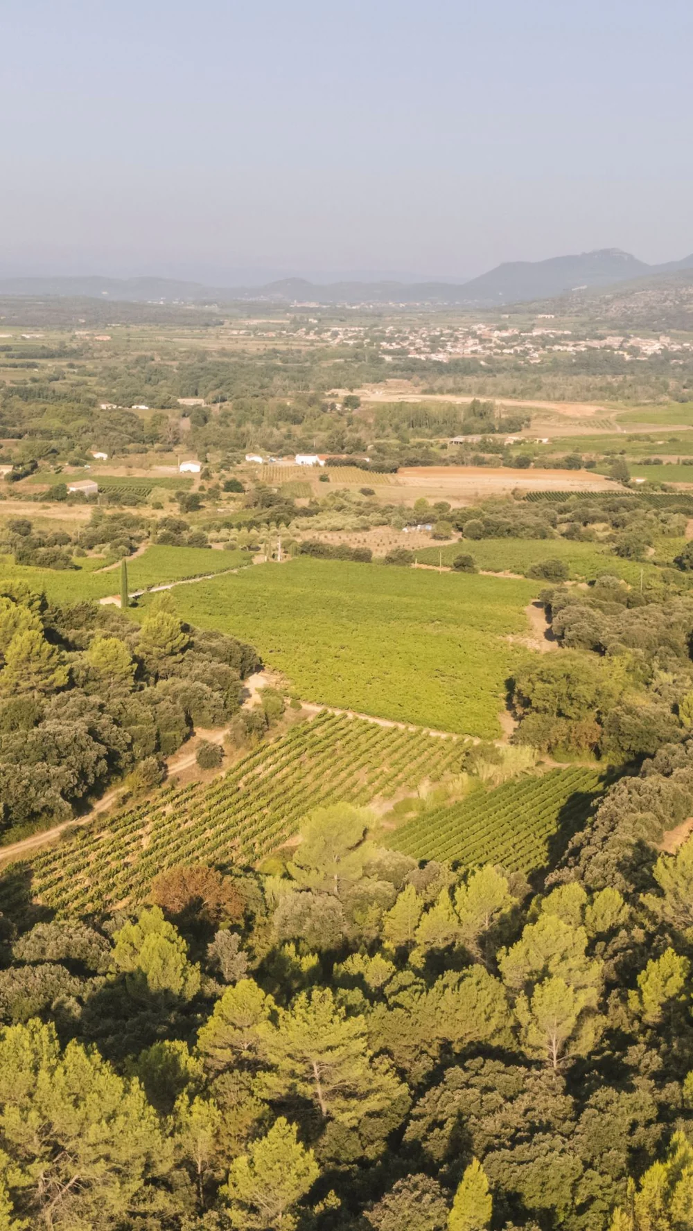Vue aerienne / panorama du terroir de Mas Laval a Aniane : parcelles de vignes vertes nichees dans la garrigue et les pins, plaine et collines en arriere-plan dans une lumiere douce. Format portrait, ideal en visuel hero ou story. Tres valorisant.